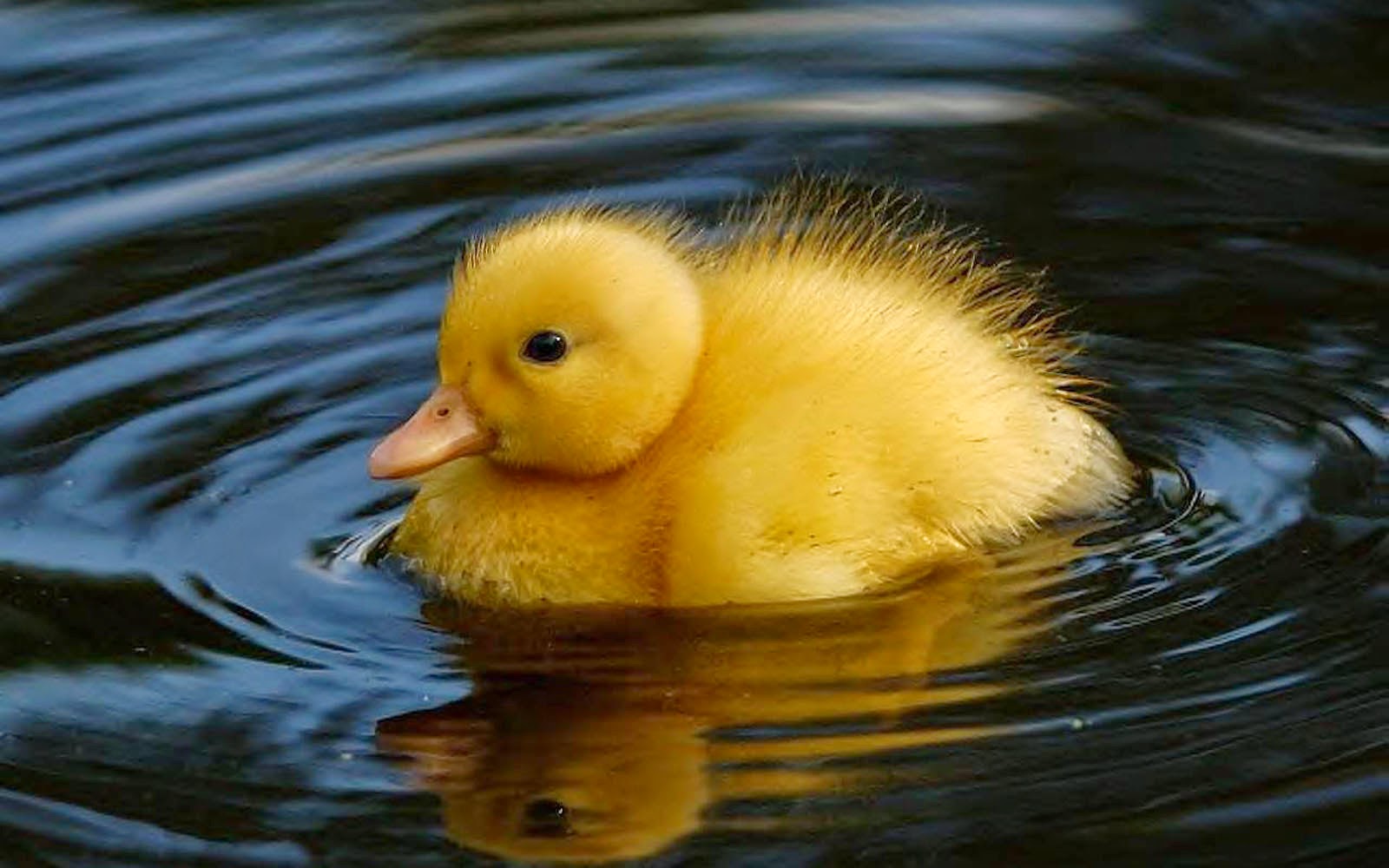 wallpapers: Duck Wallpapers