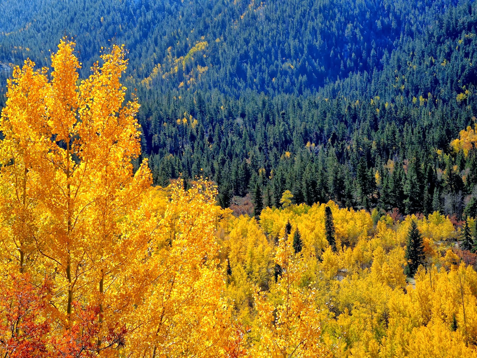 Палитра осени