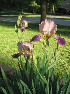 Dividing Perennials Like Iris 
