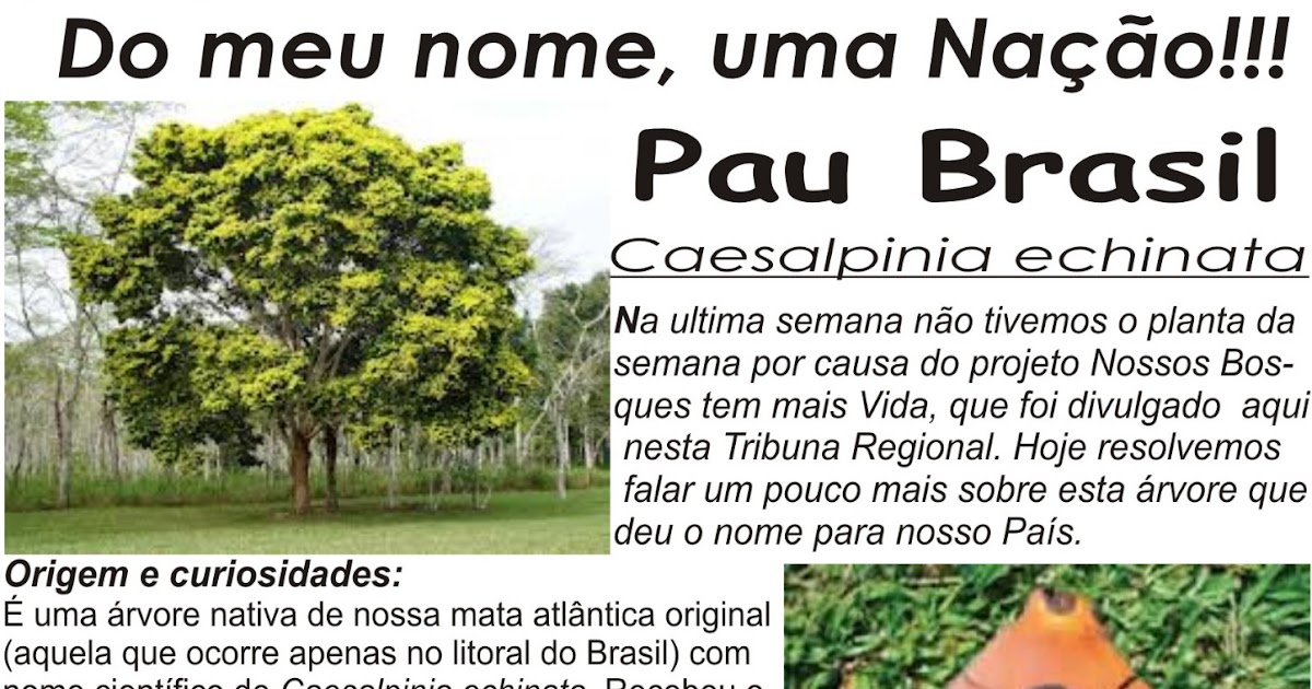 Planta da semana Pau Brasil Projeto Nossos Bosques tem mais Vida!!!