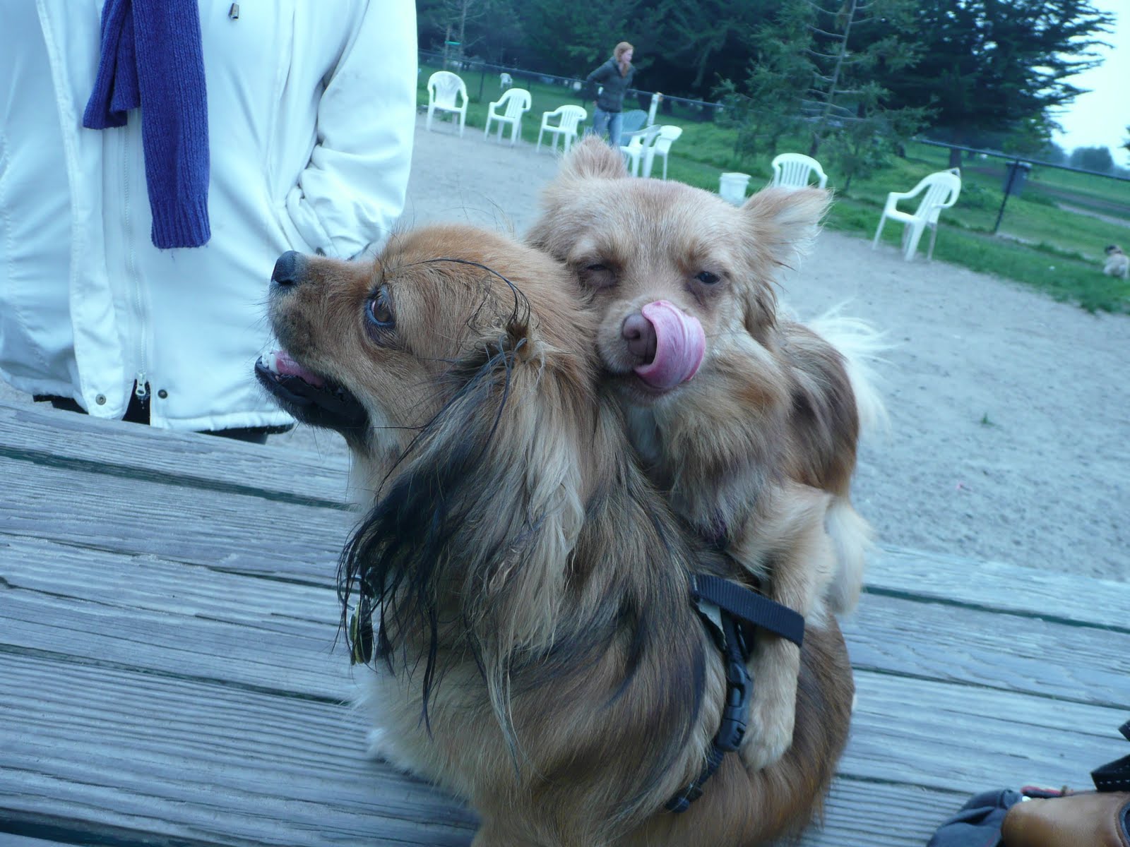 The Alameda Small Dog Blog Poki and Mochi like to play RUFF!