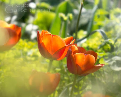 Neuer Gartentraum Latest Snapshot Chan 6097002 Rssing Com