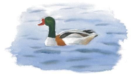 Outbounds 2019 2020 Rotary Youth Exchange Florida