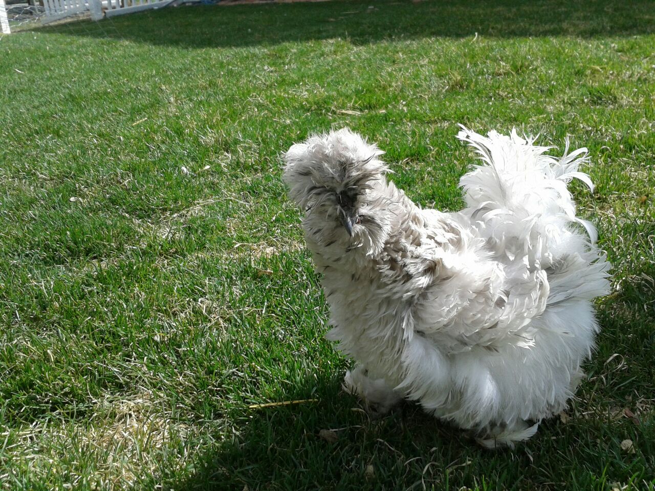 Colorado Foothills Silkie Chicks and Eggs BREEDING STOCK