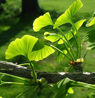 Ginkgo biloba