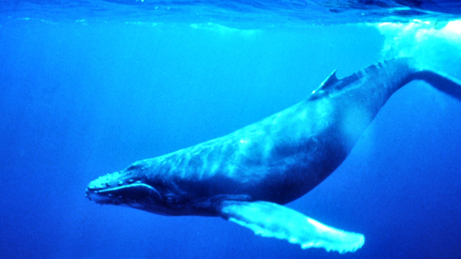 foto ikan paus terbesar di dunia - gambar hewan - foto ikan paus terbesar di dunia
