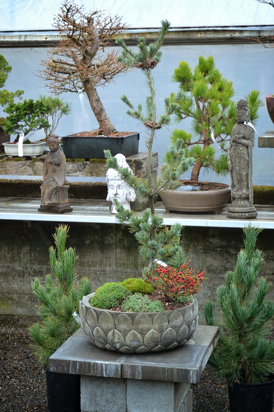 bonsai tree houston