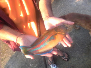 clourful wrasse caught in shelly Beach area KZN  south Coast South Africa 