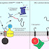 Transmembrane Protein - Transmembrane Domains