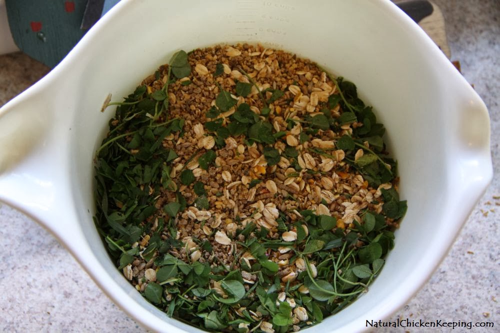 Natural Chicken Keeping DIY Healthy Suet Cakes for Your Chickens (and