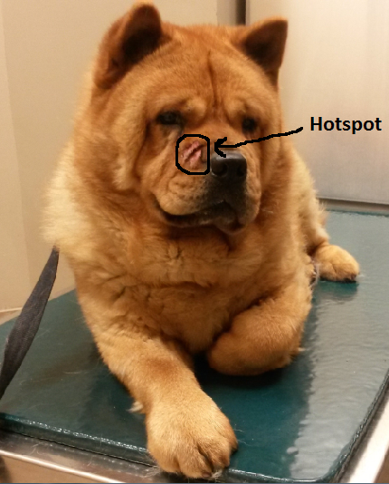 chow chow hotspot