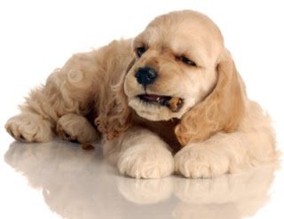 How to Stop Dog Food Aggression How to Stop Dog Food Aggression