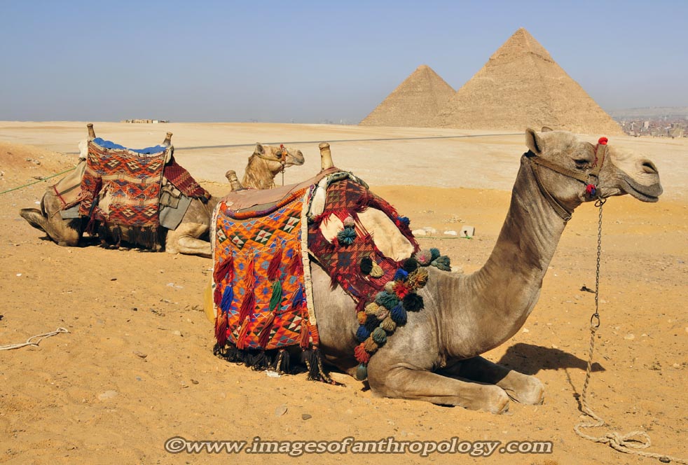 Camels From Egypt