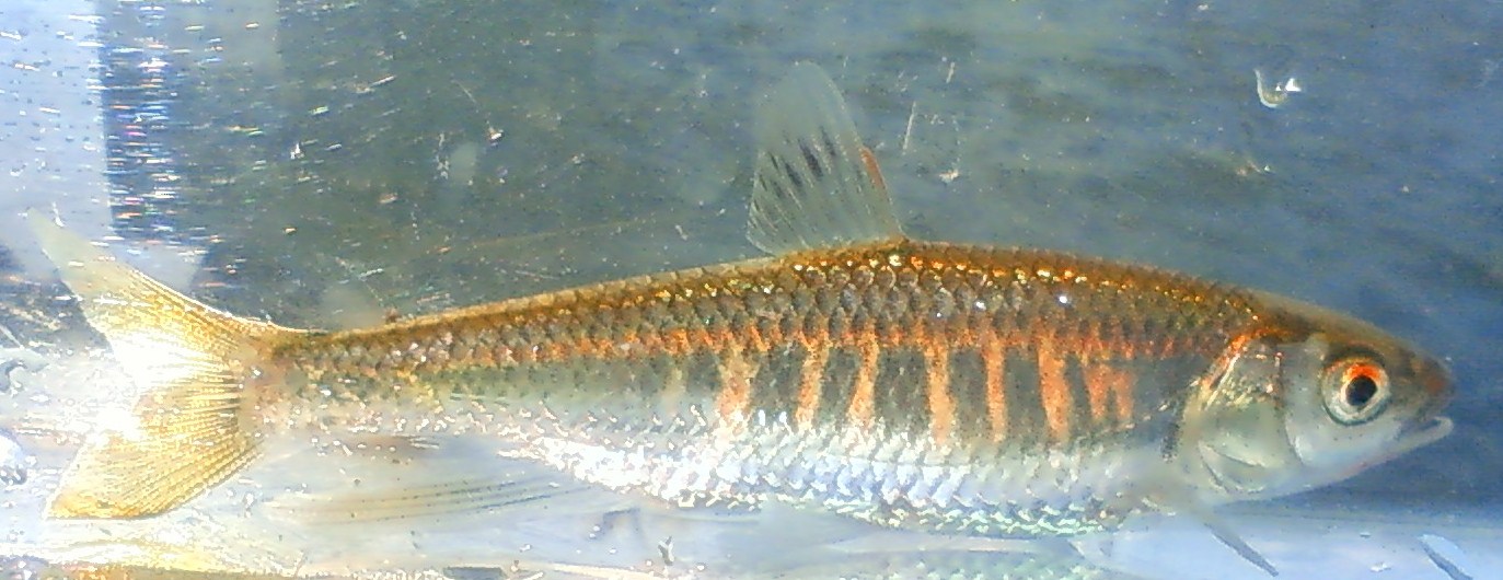 東京淡水魚図鑑 オイカワ 別名 ヤマベ ハヤ コイ科ダニオ亜科オイカワ属