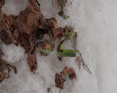 snow with leaves