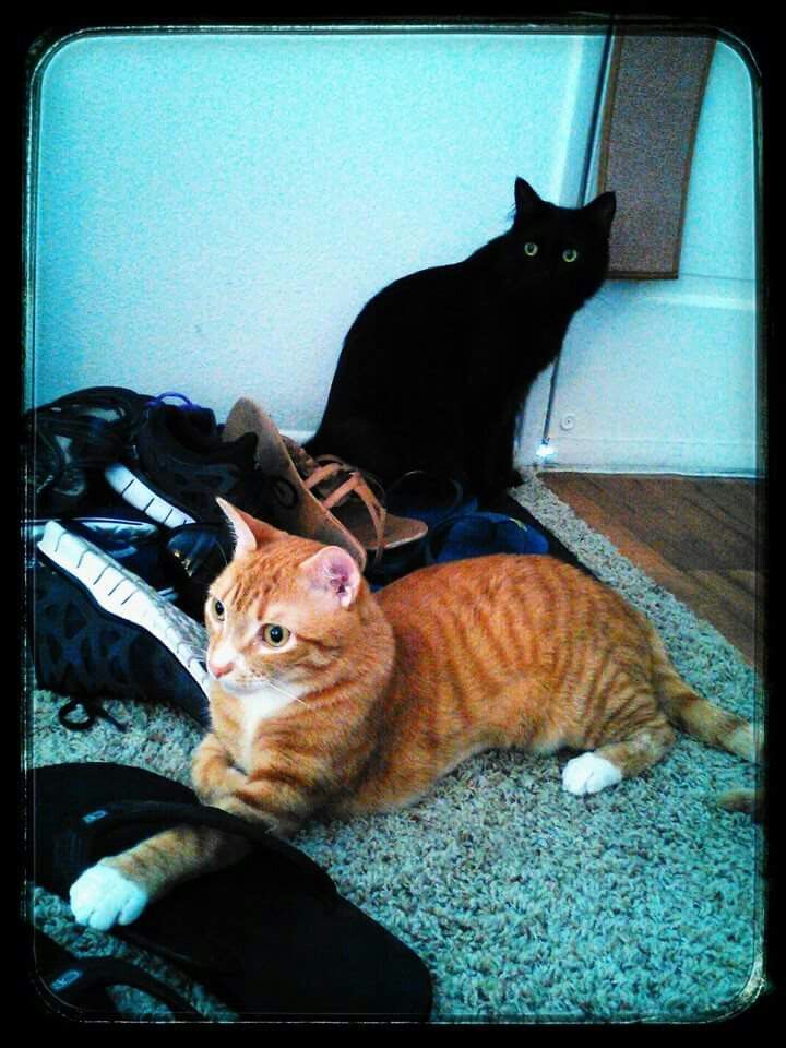 lovely pets 10 Of The Most Famous Cats On The