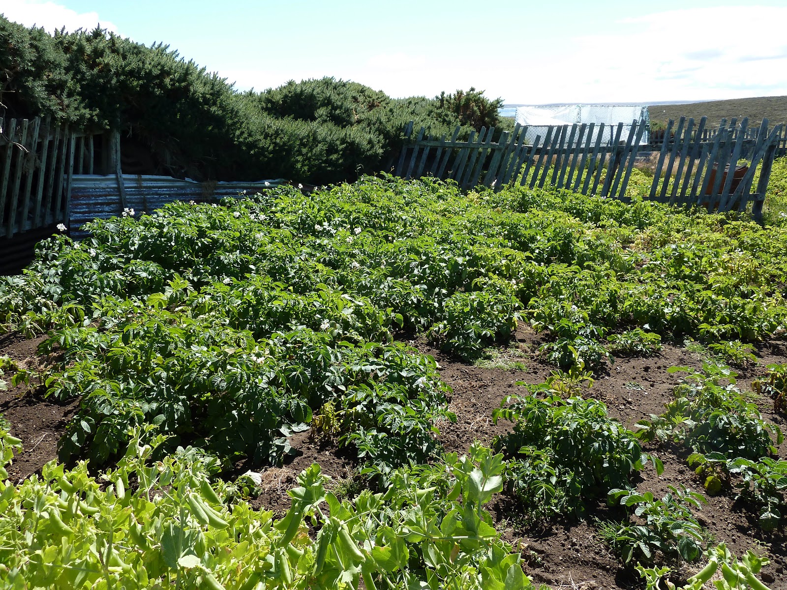 Island farming in the Falkland Islands Treasure + gardens