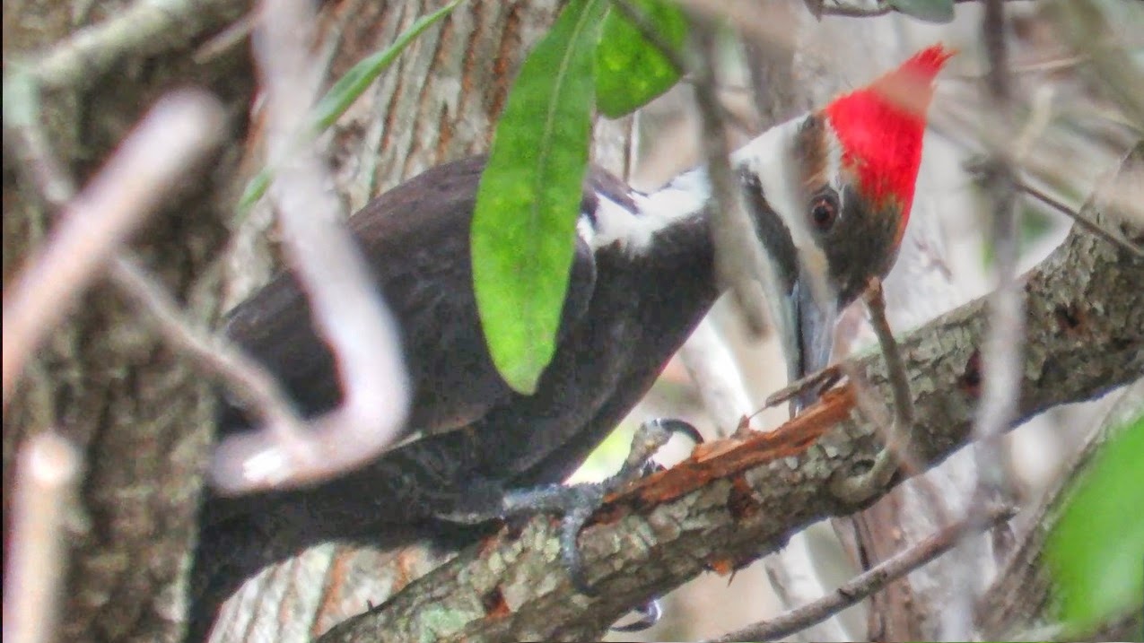 Backyard Birding....and Nature: Pileated Woodpecker Pecking And Eating Ants