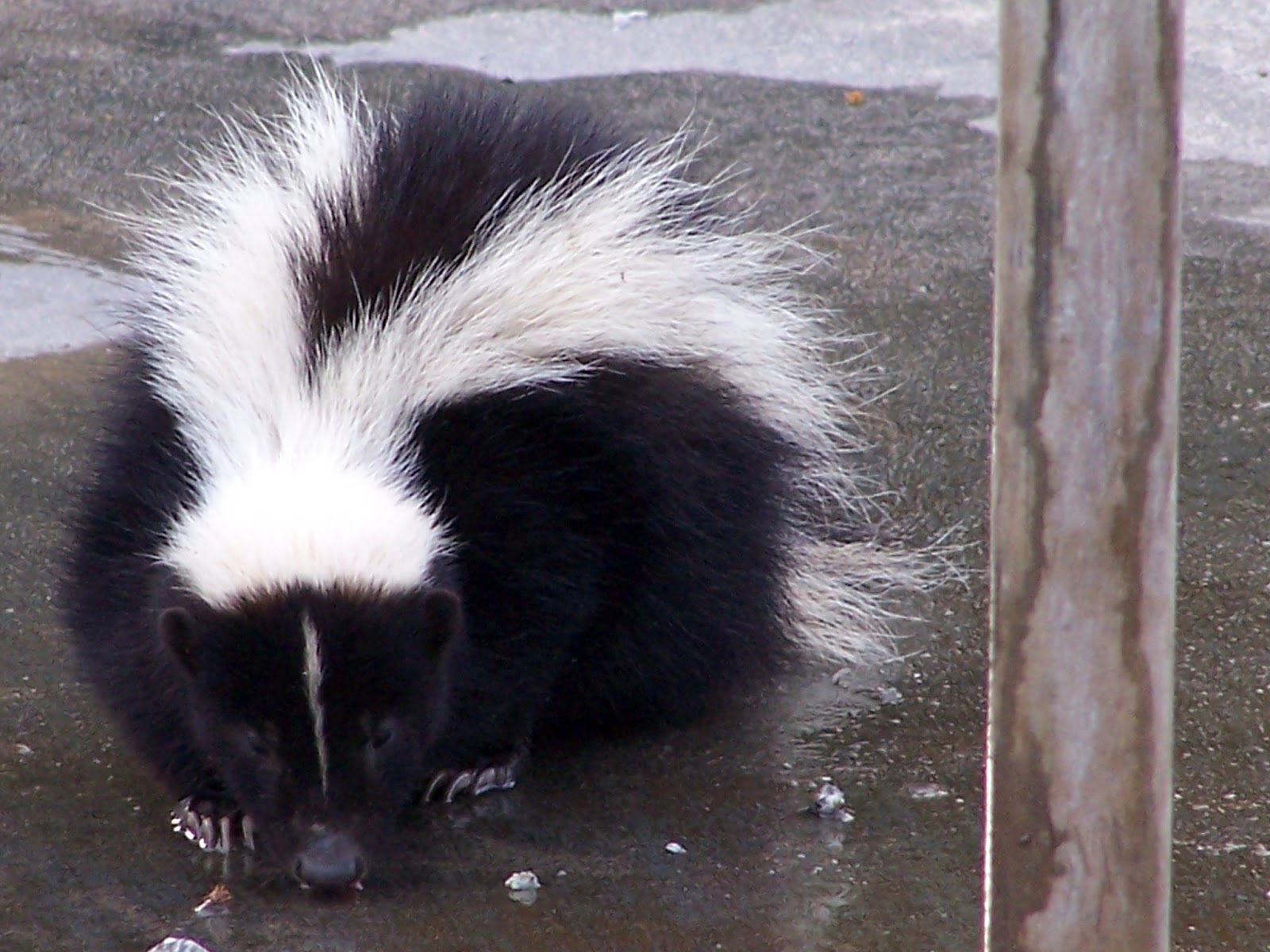 The Natural World Skunk in the Showers!