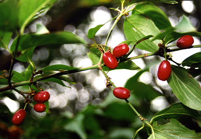 Wildobst Aromenreiche Raritäten für den Kleingarten GartenFlo