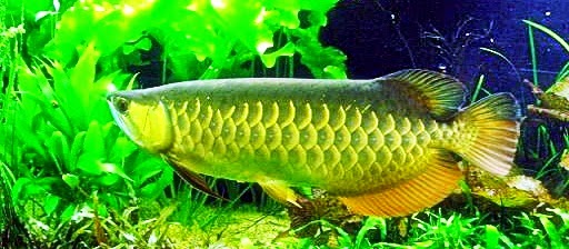 Jenis Ikan Arwana Mahal Di Indonesia | Akuarium Ikan Hias