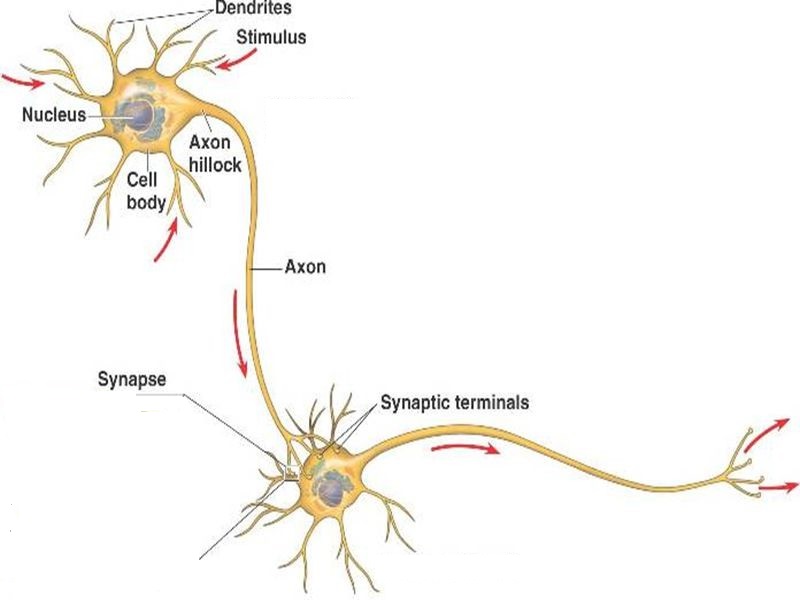 what is a neuron