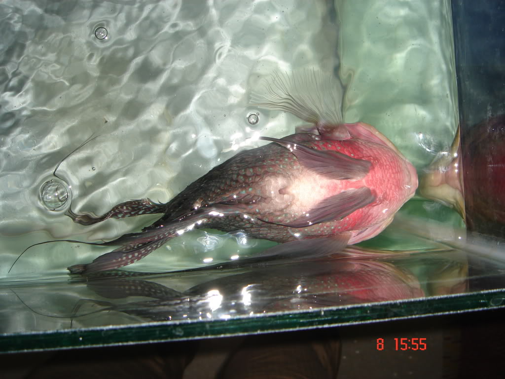 yourself flowerhorn diseases cure guide yourself flowerhorn diseases cure guide