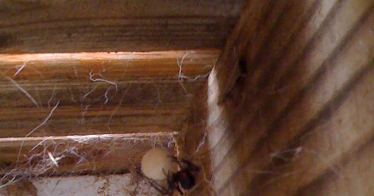 April Violet Black Widows, Frogs and a new dress ;)