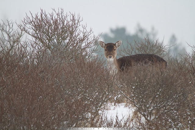 Damhert op duin in de sneeuw Damhert op duin in de sneeuw