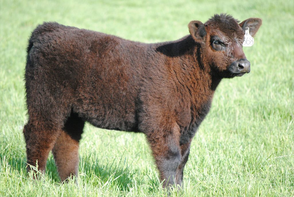 From Stowater Show Cattle (Washta, Iowa) Matt Lautner Cattle