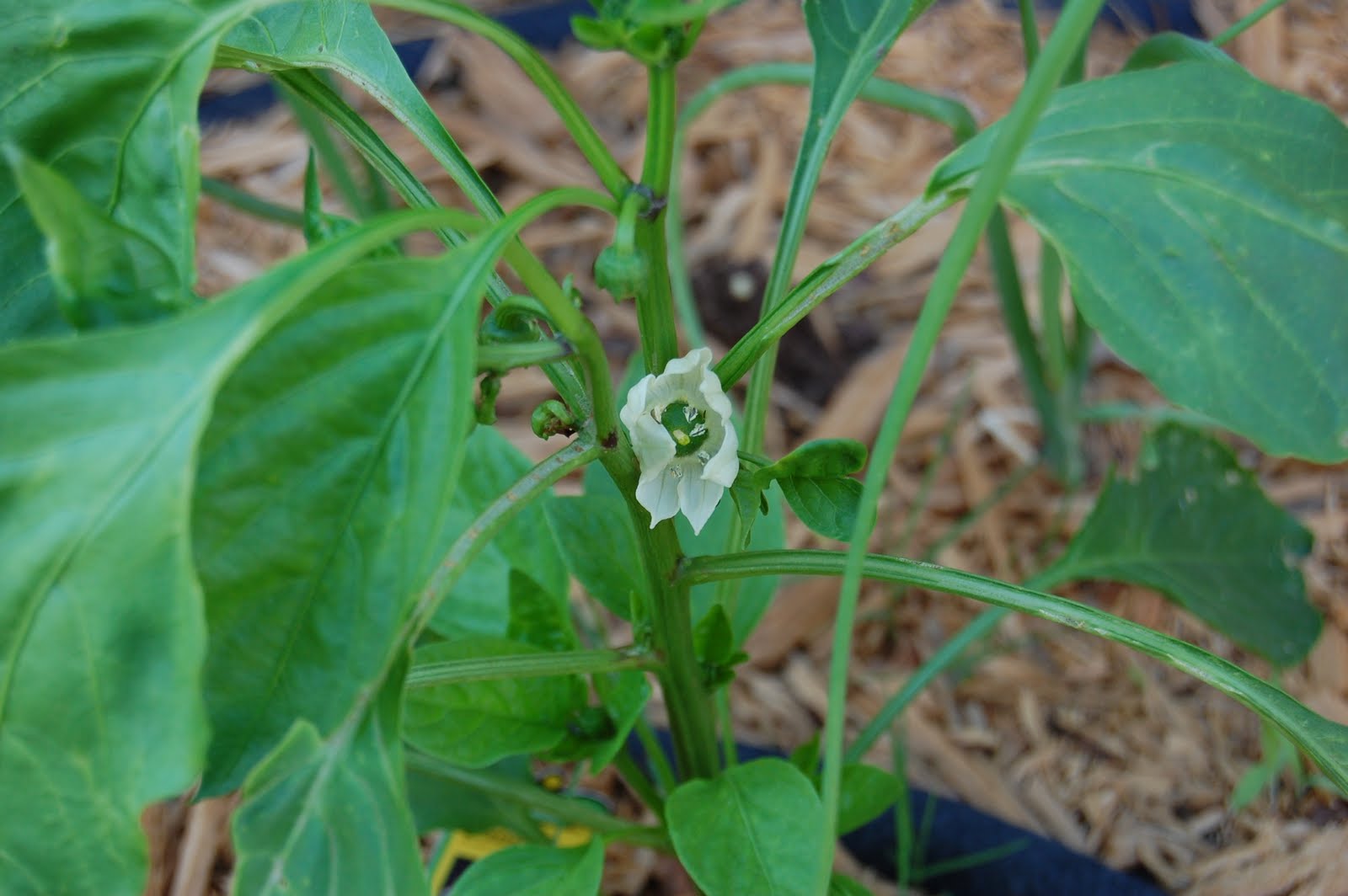 Tycoon Tomato. Bell Pepper Bloom. Posted by nathan.hagemann at 7:42 PM 0