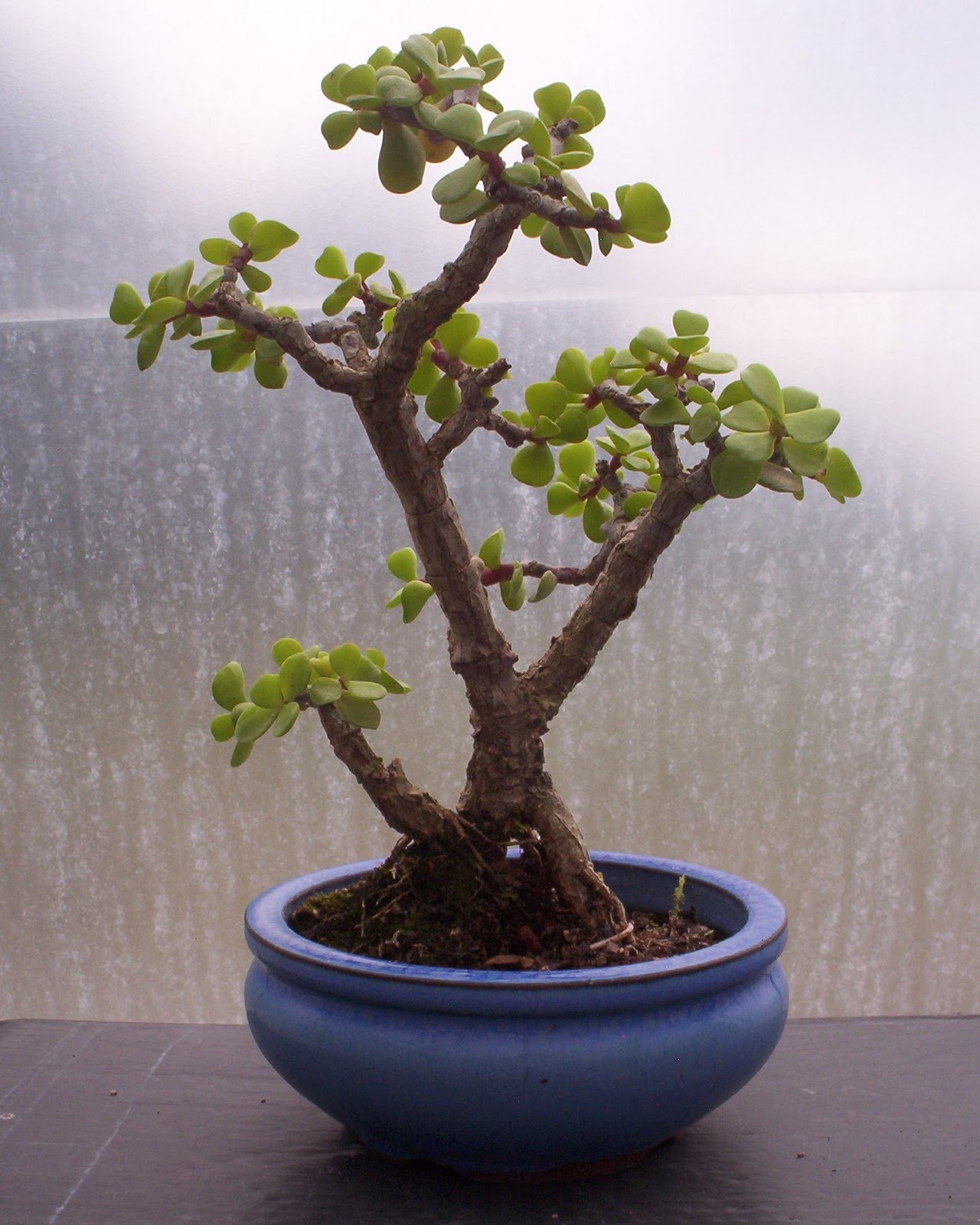 Bonsai Beginnings May 2012