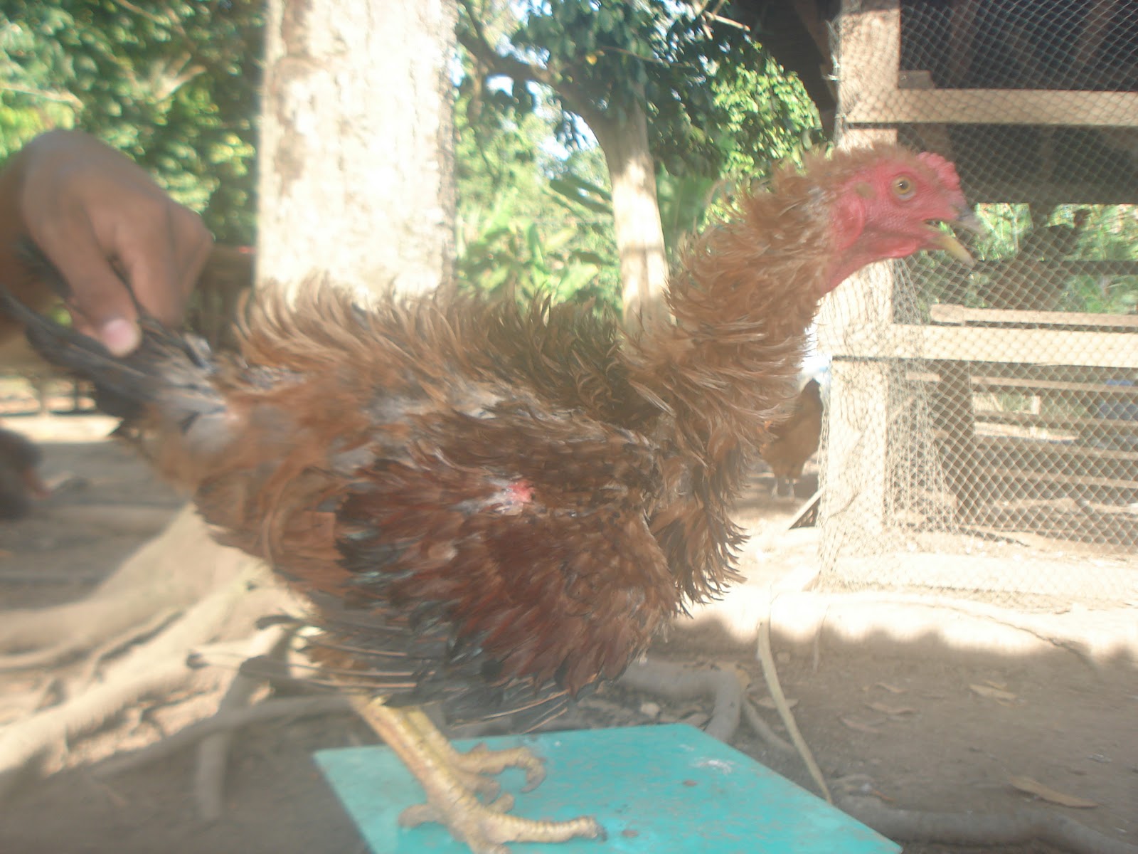 Macha Farm Ayam Bulu Blk For Sale