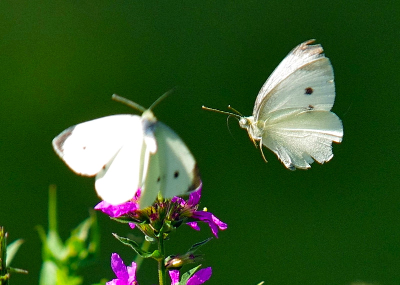 Cabbage White Butterfly Phillip's Natural World
