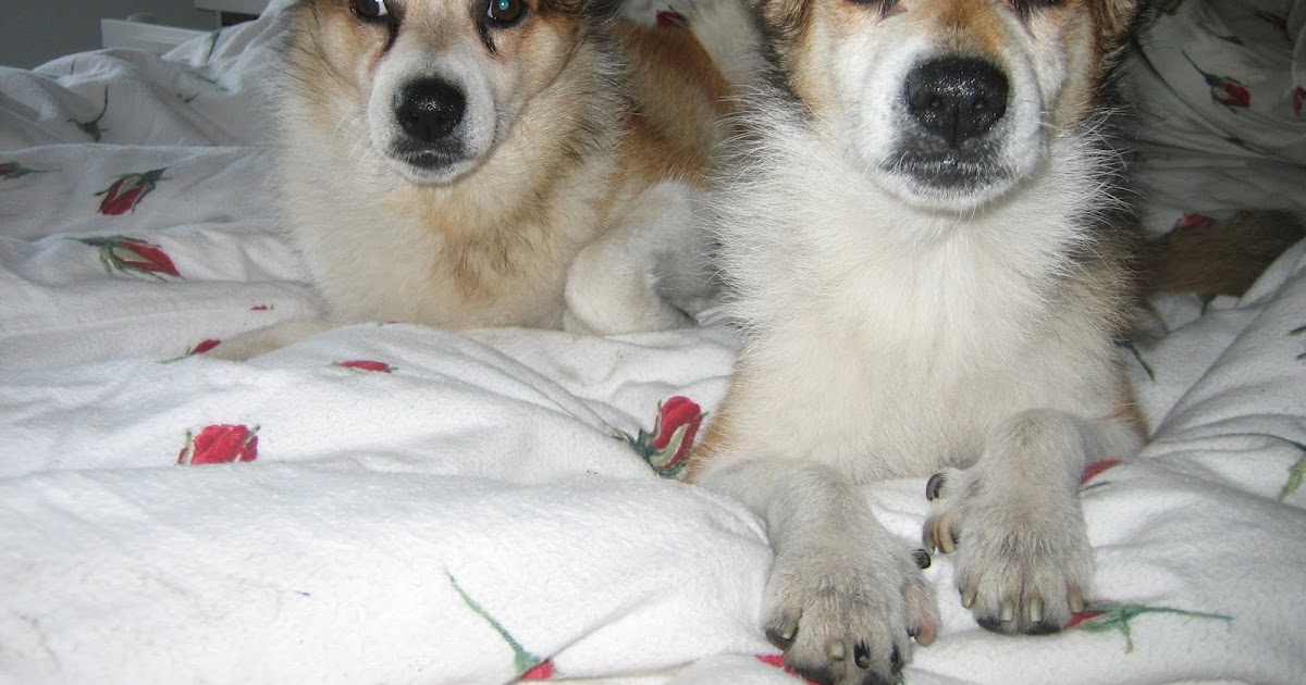 Petwatch Fuer die Partnerschaft Mensch Hund Human Dog Bonding