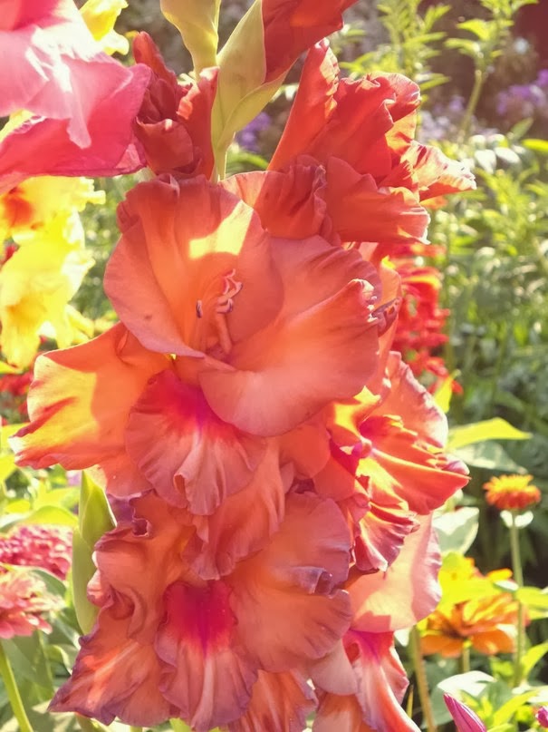 gladiolus gladiolus