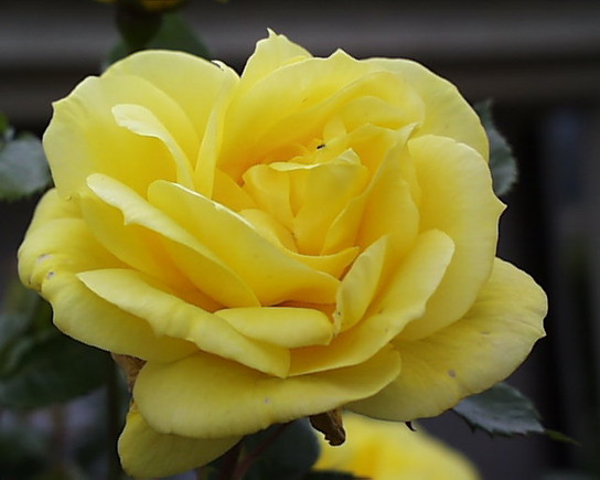 Flores, cultivo e significado das flores Rosa Amarela, significado da Flores, cultivo e significado das flores Rosa Amarela, significado da