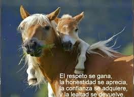 Animales tiernos 2015 - 2016 Animales tiernos 2015 - 2016