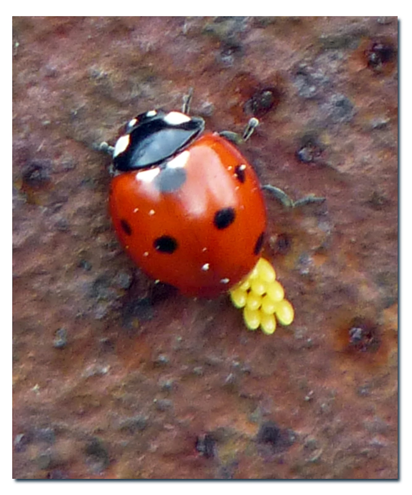 Wild and Wonderful Ladybird Alert (12) 7Spot with eggs at Helmingham