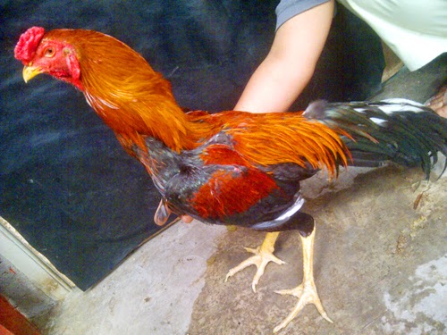 Sapu Jagat King Farm Ayam BK Asli Import Langsung