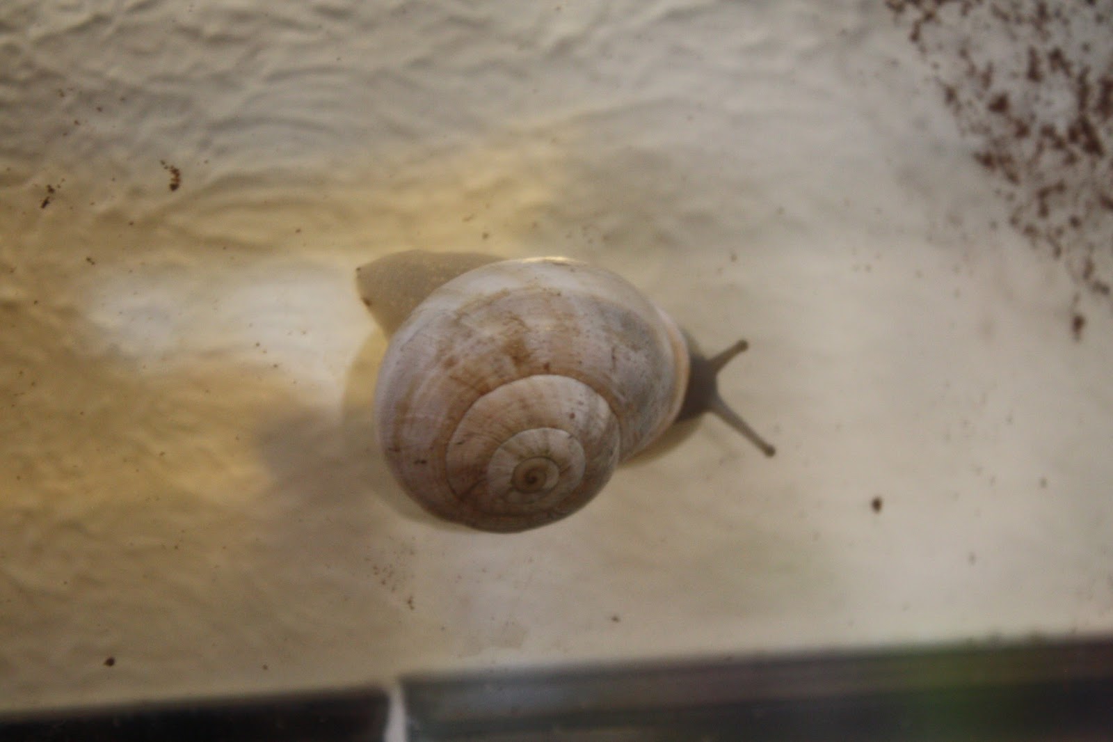 Hotel 4 Lizards Our Forever Pet Milk Snail