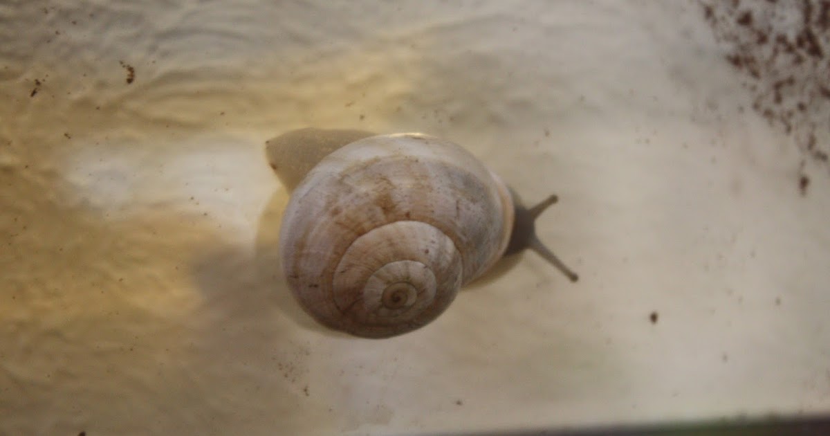 Hotel 4 Lizards Our Forever Pet Milk Snail