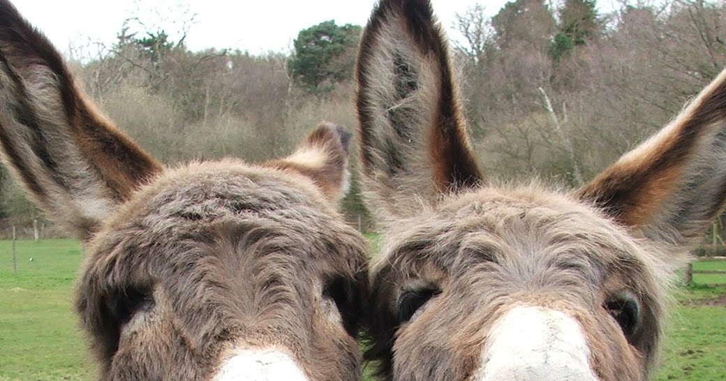 The Jungle Store The United States First Spanish Donkey