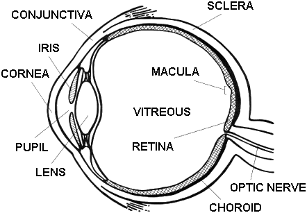 King Tut: The Creature Design Workflow