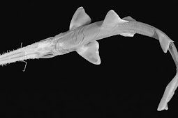 4 Researchers Discover New Species of Sharks