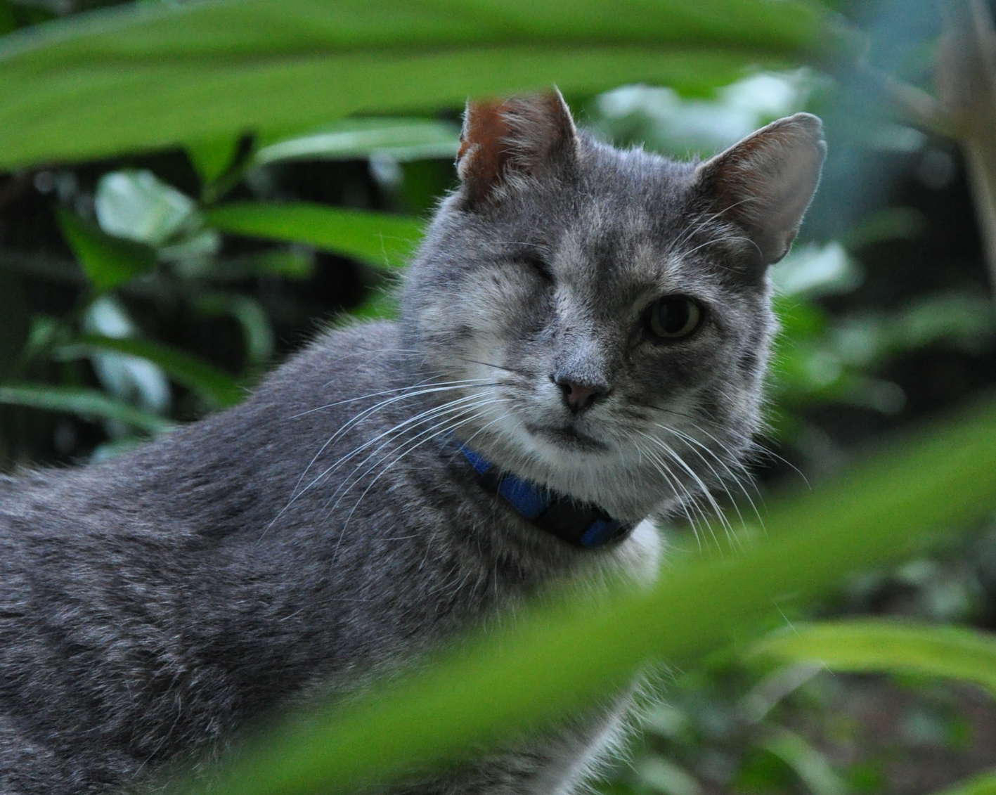 Internationaler Katzentag 2012 › Haustierimpfung mit Verstand