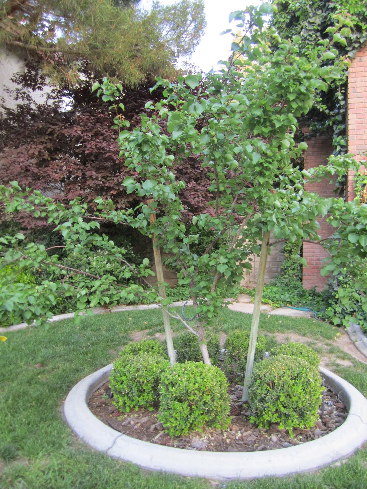Blooming Deserts Rick S Garden And Landscape Blog Mistletoe An