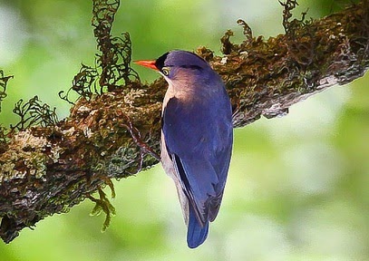 Gembala News March 2014