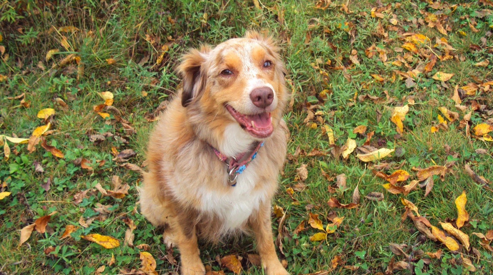 Ottawa Valley Dog Whisperer Why Dogs Eat Poop, Stool Eating