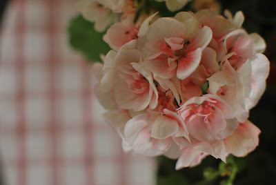 Vaaleanpunainen pelargonia